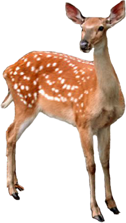 CERF BICHE