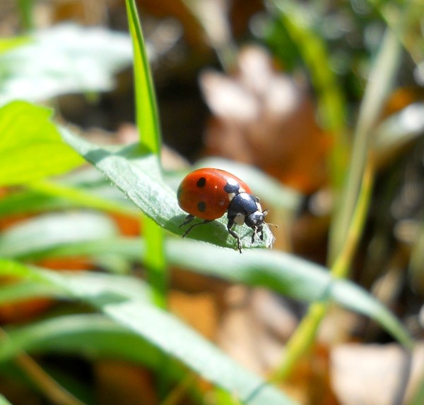 COCCINELLE