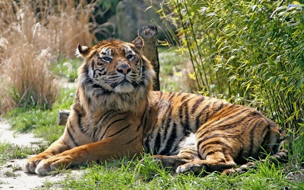 TIGRE