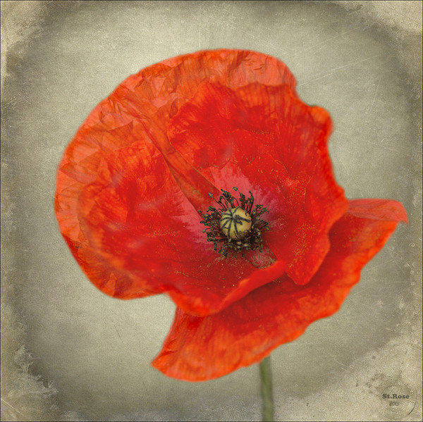 COQUELICOT