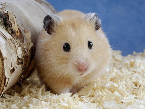 HAMSTER