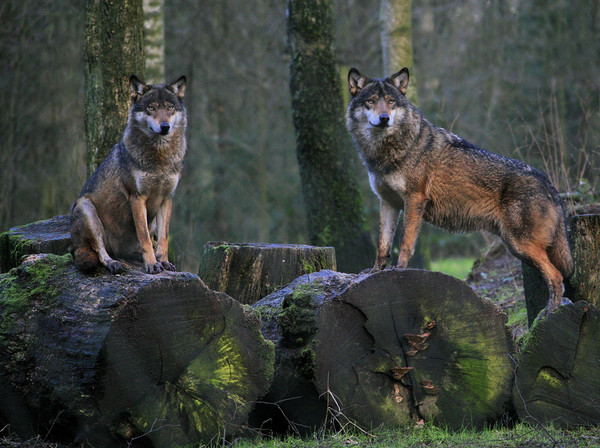 LOUPS