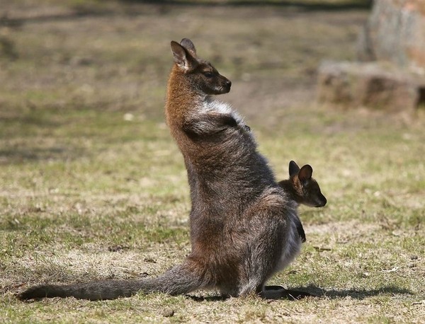 KANGOUROUS