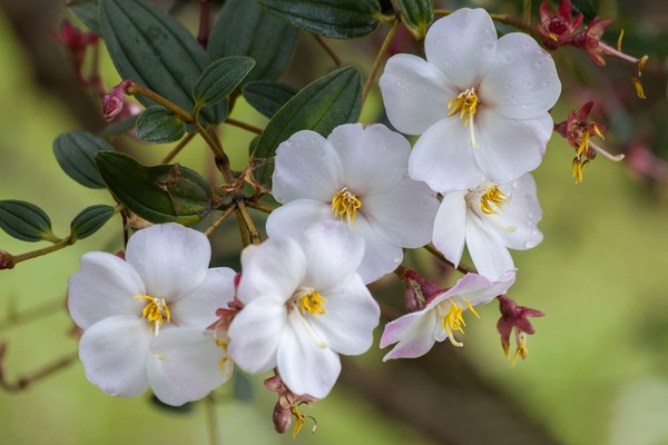 FLEURS