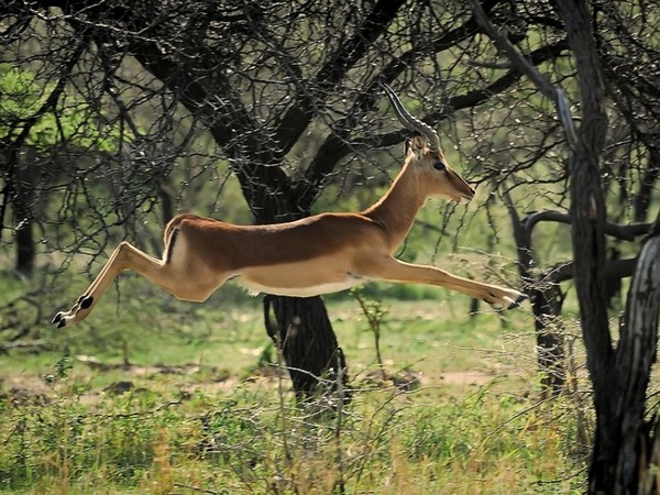 IMPALA