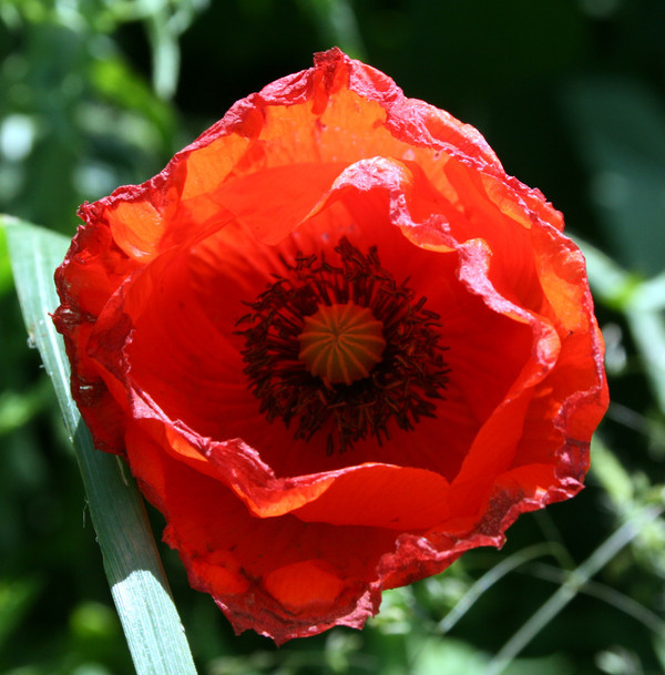 COQUELICOT