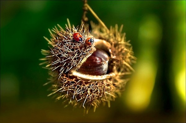 COCCINELLES