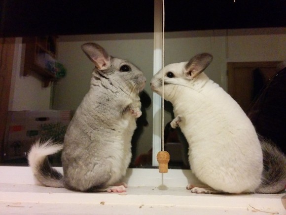 CHINCHILLAS