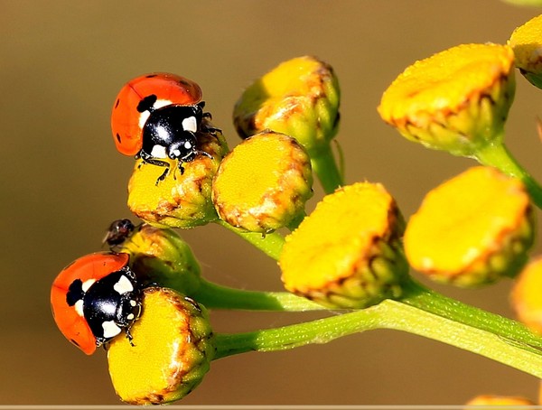 COCCINELLES