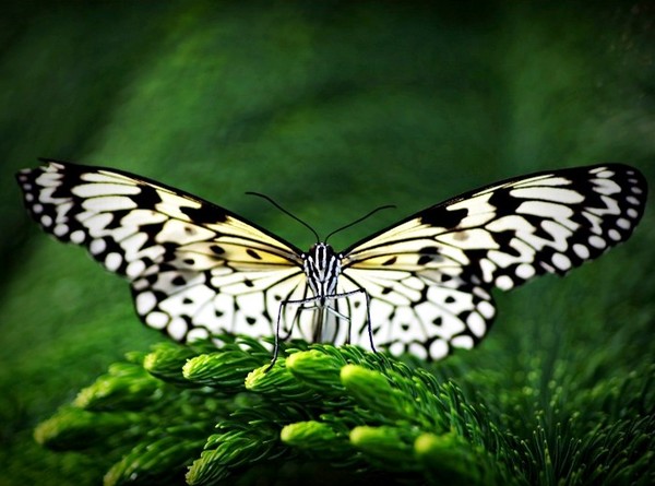 PAPILLON