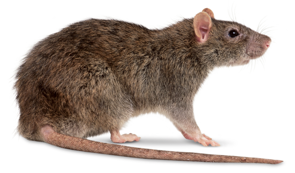 RAT 2