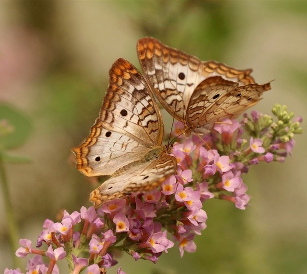 PAPILLONS