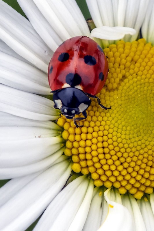 COCCINELLE 2