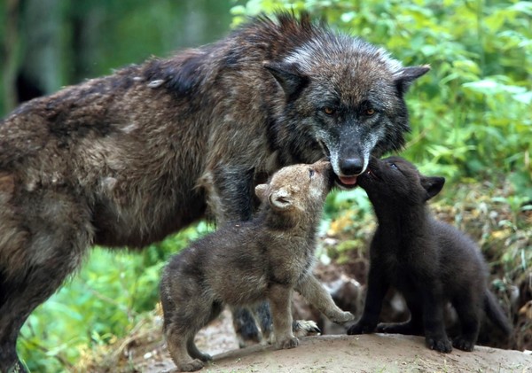 LOUPS