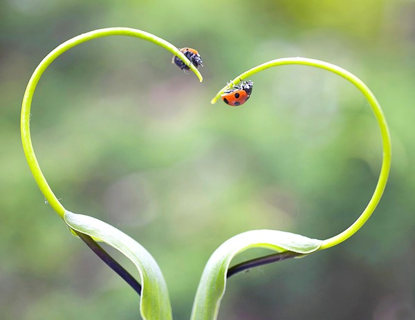 COCCINELLES