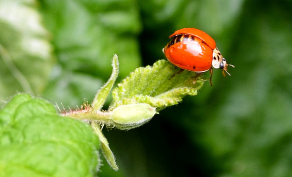 COCCINELLE