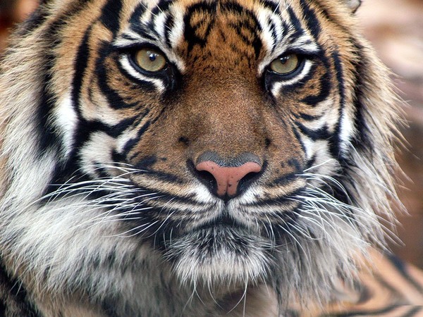 TIGRE