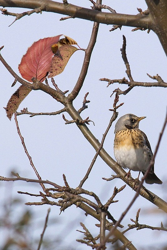 OISEAU