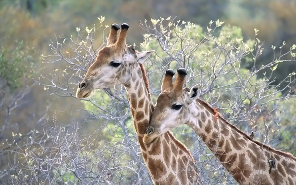 GIRAFE