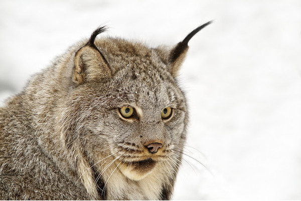 LYNX