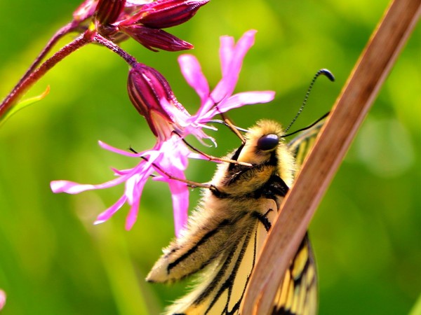 PAPILLON