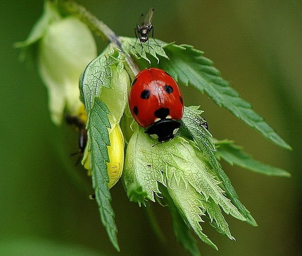 COCCINELLE