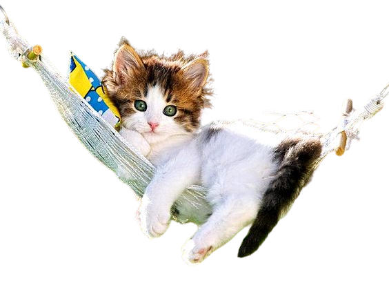 CHAT 7