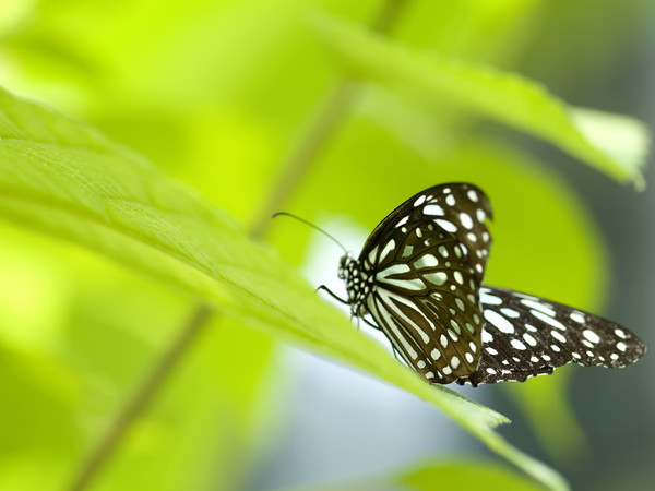 PAPILLON