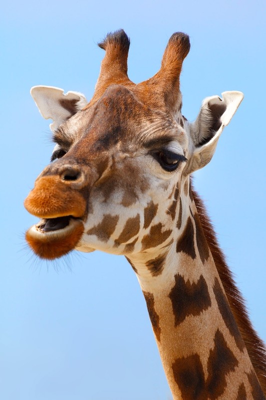 GIRAFE