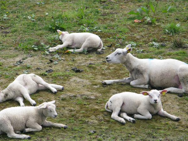 MOUTONS