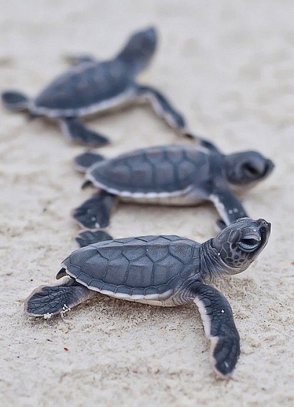 TORTUES