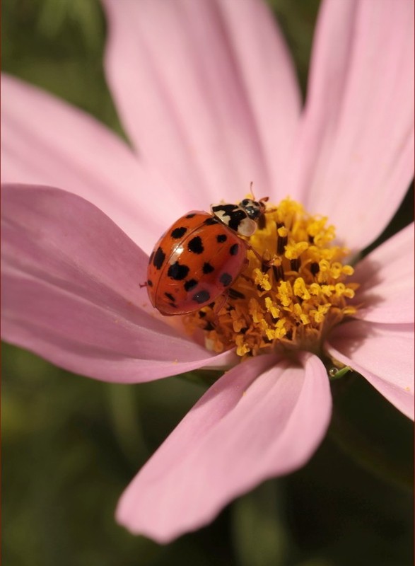 COCCINELLE