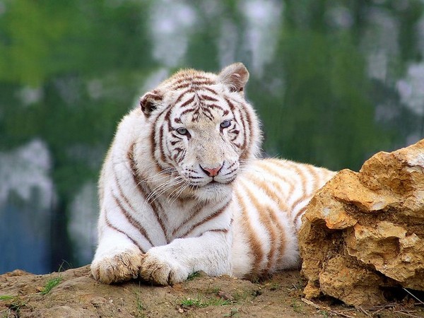 TIGRE BLANC