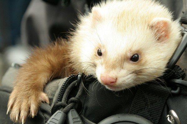 FURET