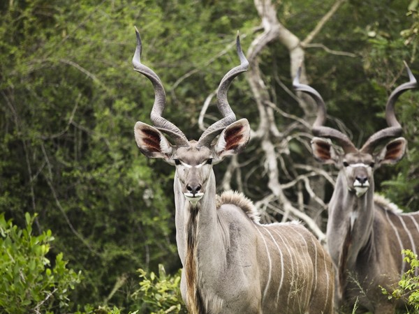 ANTILOPES