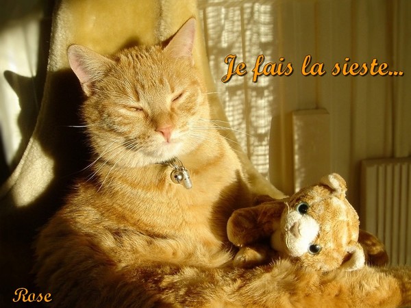 JE FAIS LA SIESTE....