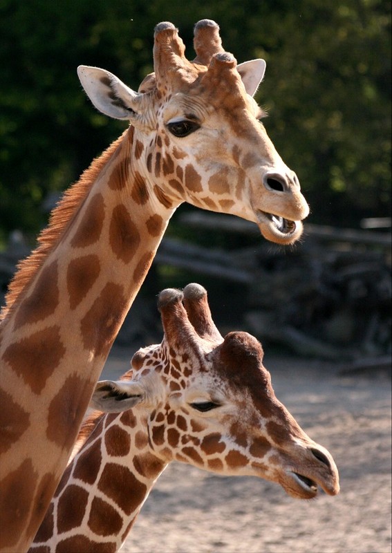 GIRAFES