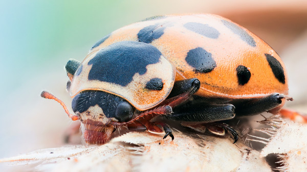 COCCINELLE