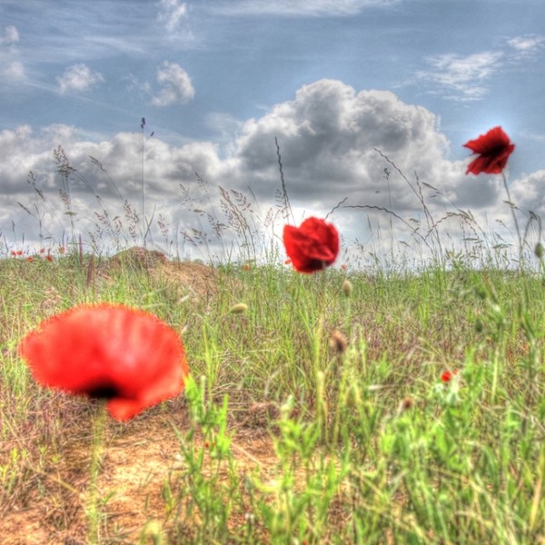 COQUELICOTS