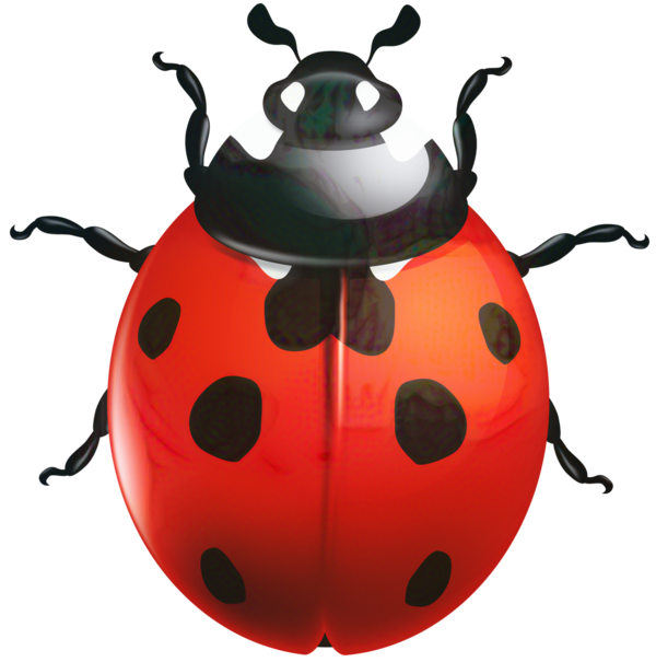 COCCINELLE 3