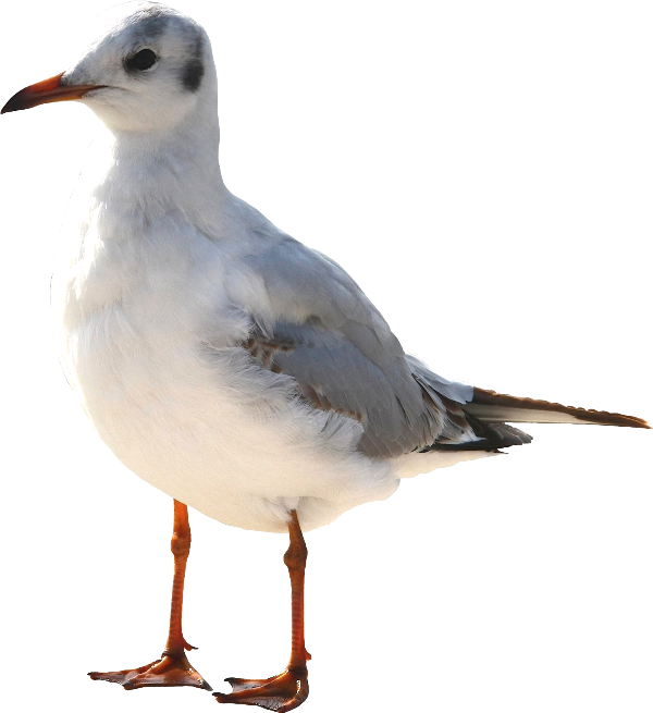 OISEAU