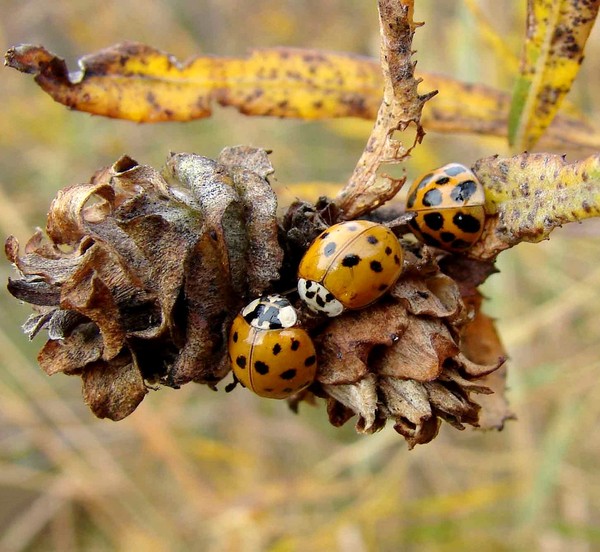 COCCINELLES