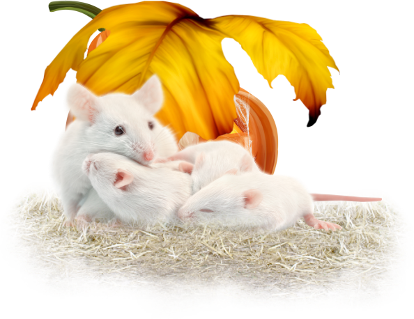 SOURIS RAT HAMSTER... 2