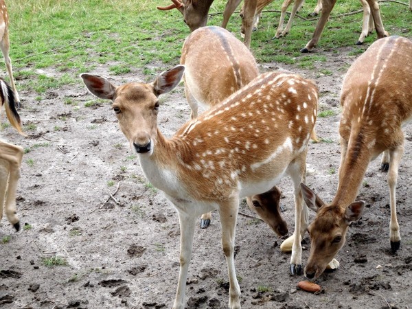 BICHE CERF...