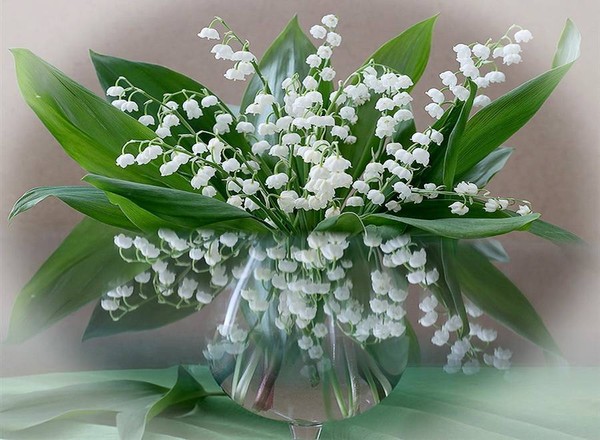 LE MUGUET