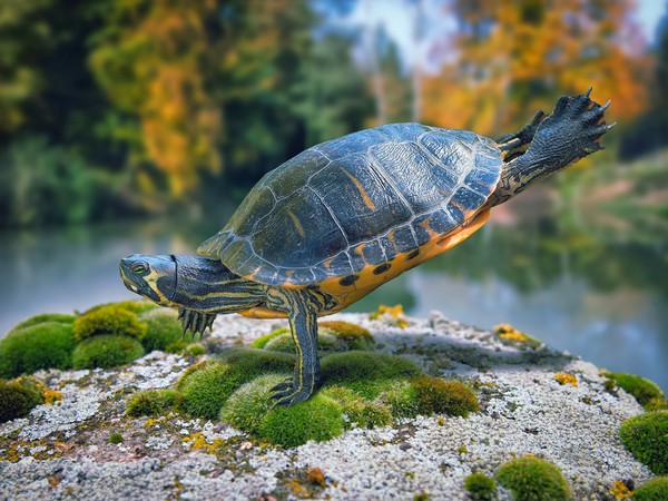 TORTUE