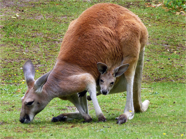 KANGOUROUS