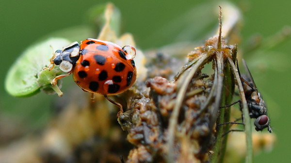 COCCINELLE