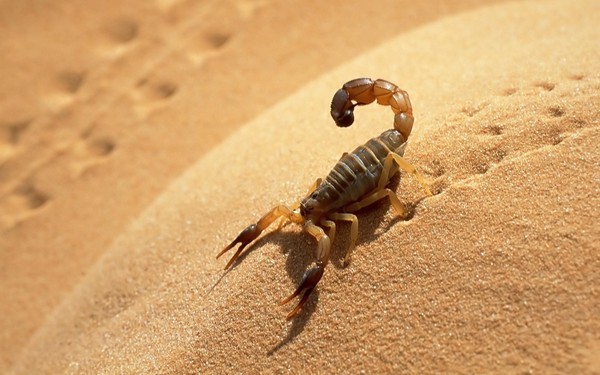 SCORPION