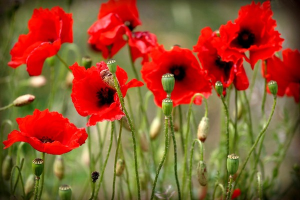 COQUELICOTS